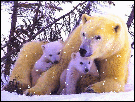 Gif Urso Polar