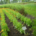 P7120115 (Medium).JPG, Ziołowy ogród Matki Bożej w Kodniu