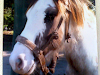 Caballo Overo Hermoso