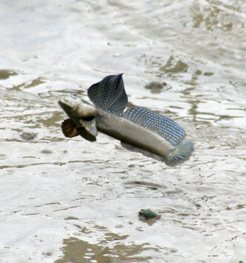 A mudskipper leaps off the ground.
