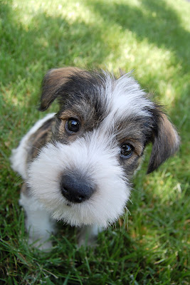 Introducing the newest member of our family, Hilo.