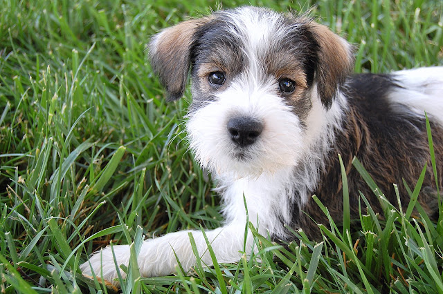 A bundle of cutness... and of course, terror!