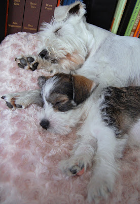ZzzzZZZzZZZZzzzzZZzzZzZZ.....