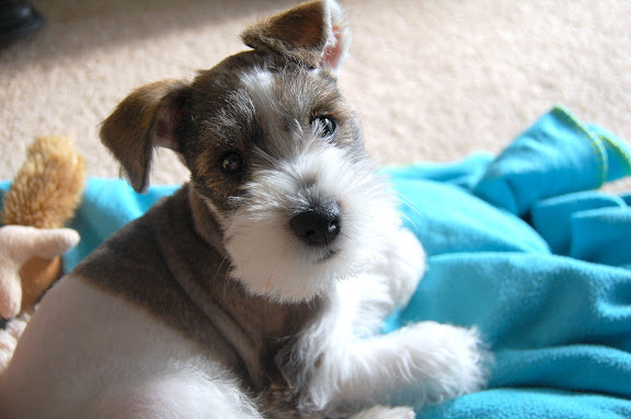 Little Man under went his first grooming experience.