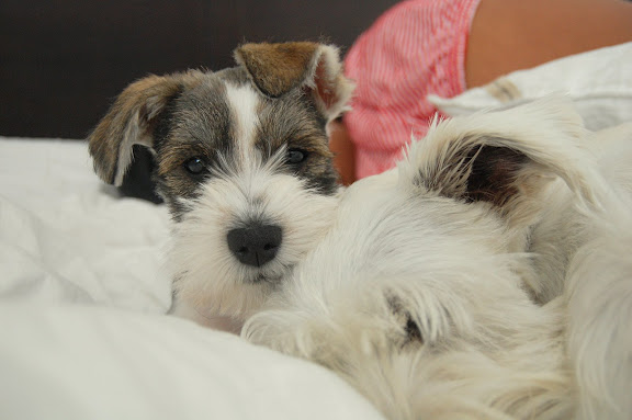Hilo decided to use Maui as a pillow.
