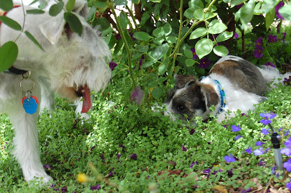 Heres one way to keep cool: Stay in the shade!