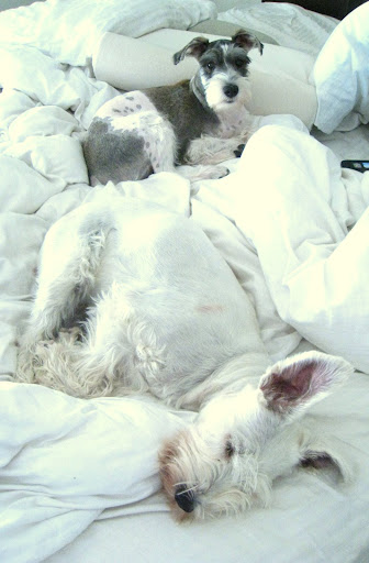 We own this bed.