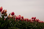  &ndash; Tulpen Noordwijkerhout
29-04-2010