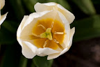  &ndash; Tulpen Noordwijkerhout
29-04-2010