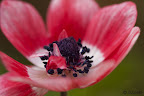  &ndash; Bloempje in de tuin