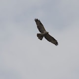 Roofvogels