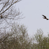  &ndash; Bruine Kiekendief en Buizerd