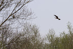  &ndash; Bruine Kiekendief en Buizerd