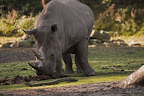  &ndash; Neushoorn in Burgers Zoo