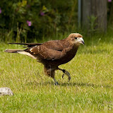  &ndash; Vrije Vlucht voorstelling - CaraCara
