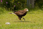  &ndash; Vrije Vlucht voorstelling - CaraCara