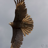  &ndash; Vrije Vlucht voorstelling - CaraCara