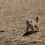  &ndash; Baby Prairiehondje
