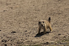  &ndash; Baby Prairiehondje