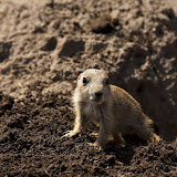  &ndash; Baby Prairiehondje