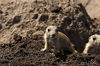  &ndash; Baby Prairiehondje
