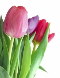 [tulips[26].jpg]