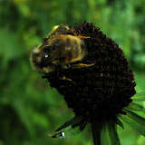 IMG_0990_crop.jpg