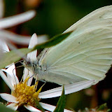 IMG_0999_crop.jpg