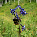 IMG_1007.jpg