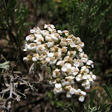 IMG_0920_sm.jpg