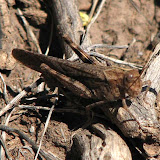 IMG_0932_crop_sm.jpg