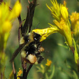 IMG_0938_crop_sm.jpg