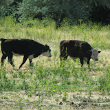 oregon2007w_25.jpg