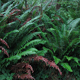 oregon2007_10.jpg