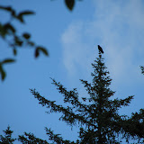 oregon2007w_19.jpg