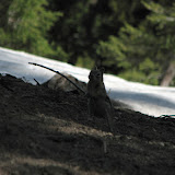 oregon2007w_02.jpg