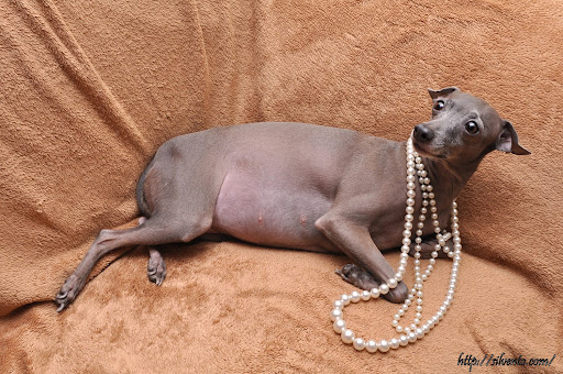 In 2009 we have only one litter of Italian Greyhounds it is our third litter