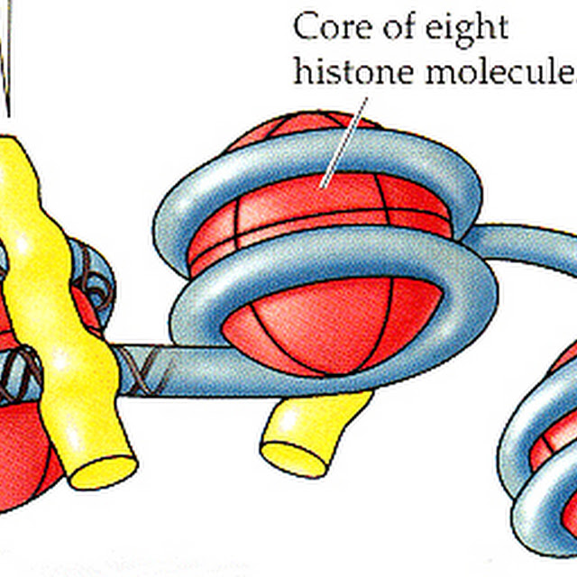nucleosome.jpg