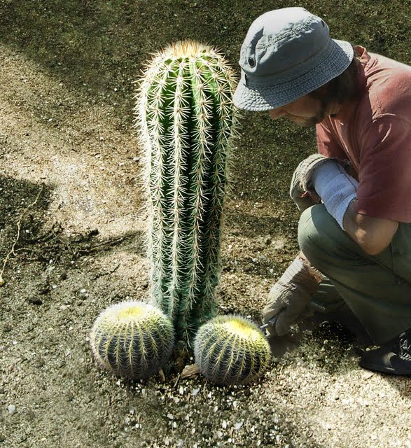 cactus.jpg