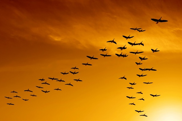 [bird_v-flying[2].jpg]