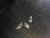 IMG_1425.JPG