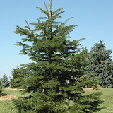 Abies nordmaniana