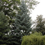 Abies concolor