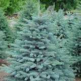 Picea pungens glauca