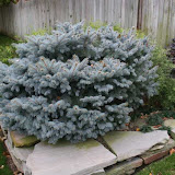 Picea pungens glauca globosa