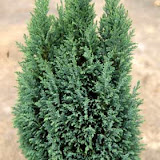 Chamaecyparis lawsoniana ellwoodii