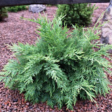 Chamaecyparis lawsoniana globus