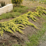 Juniperus horizontalis