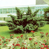 Juniperus media hetzii