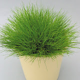 Festuca scoparia